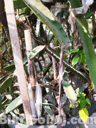 ফলের গাছ